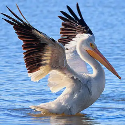 El Pelicano Blanco Americano