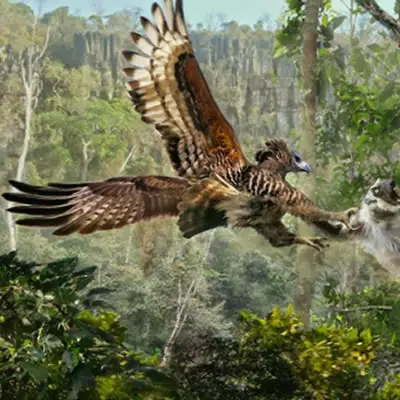 El Águila Coronada de Madagascar